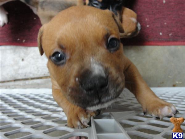 Puppies in Fresno